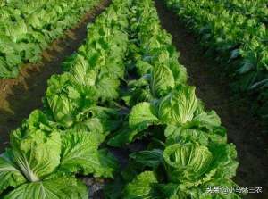 秋季大棚白菜种植流程(初秋种植的冬储大白菜，如何做好苗期管理才会提高产量)