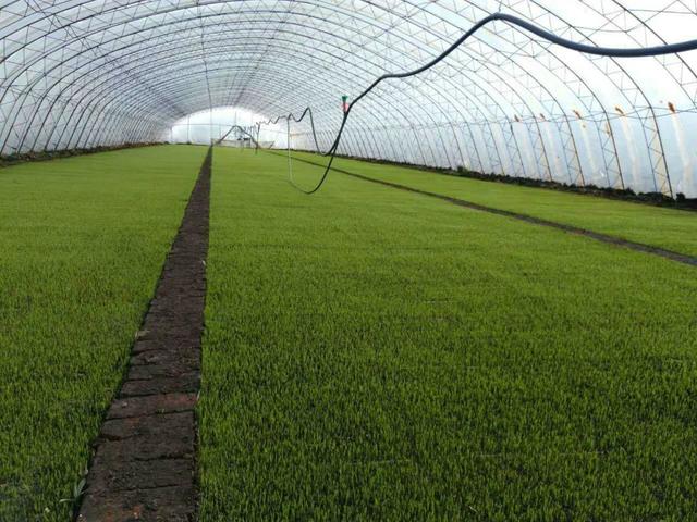 水稻栽培技术