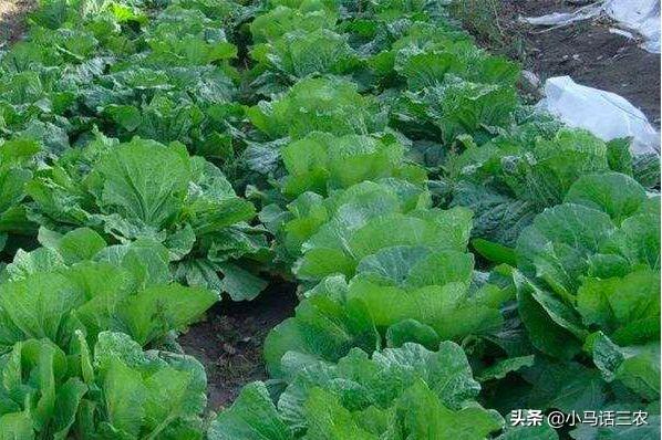 初秋种植的冬储大白菜，如何做好苗期管理才会提高产量