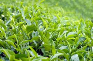 茶叶种植技术培训(茶树种植，如何才能高产又优质？水肥管理和病害防治都很重要)