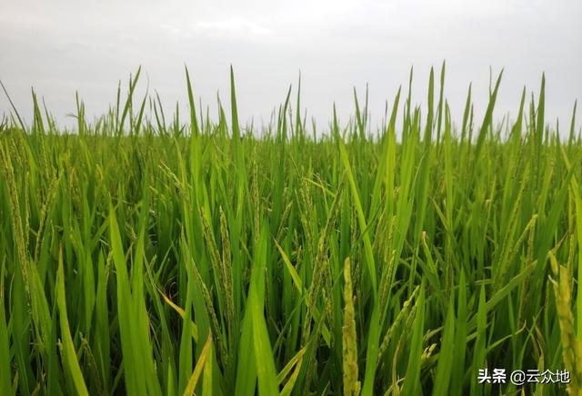 大户时代，种粮大户如何种好水稻？种植方式要省工省力省成本