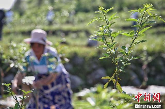 贵州晴隆小花椒变身“摇钱树”石漠化转绿农户增收