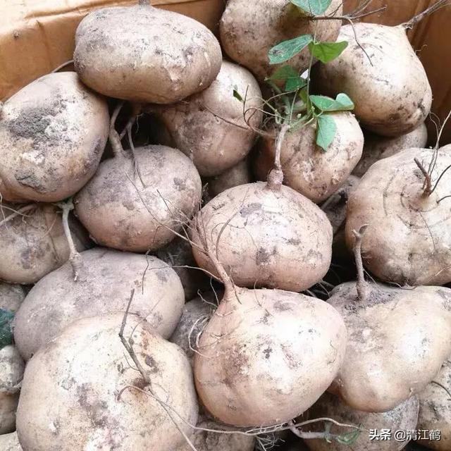 凉薯什么时候可以播种？2种植方法，可使凉薯种植提质增效