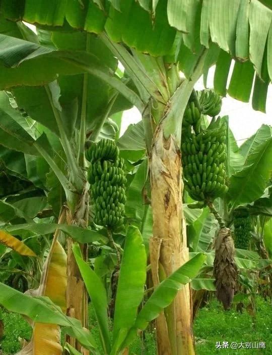 香蕉树的生长习性及种植技术介绍