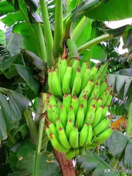 香蕉树的生长习性及种植技术介绍