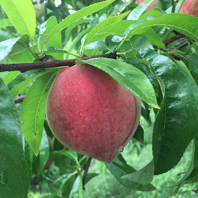 早红桃高产栽培技术