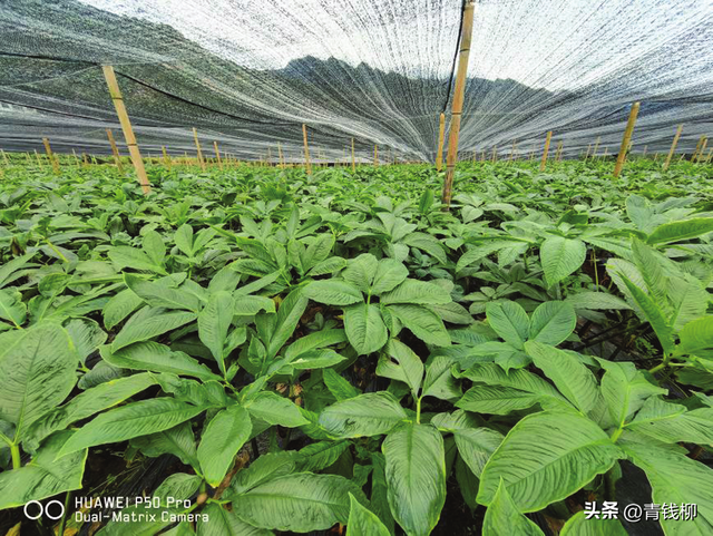 揭秘川南地区珠芽魔芋健康栽培技术，防治病虫害攻略！