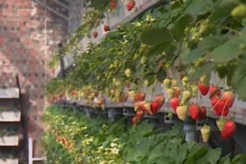 草莓立体种植