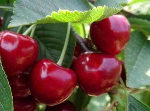黑珍珠樱桃一般要几年结果？如何种植？价格多少钱一斤？