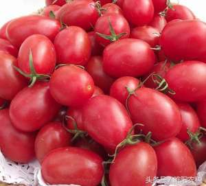 种植西红柿赚钱(小番茄真赚钱，一亩能卖四五万)