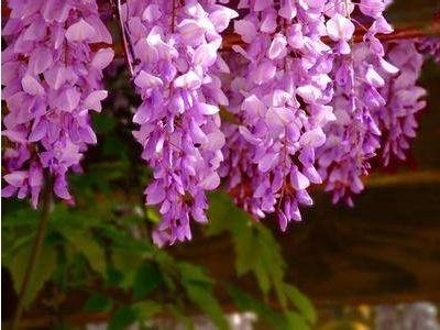 紫藤什么季节移栽