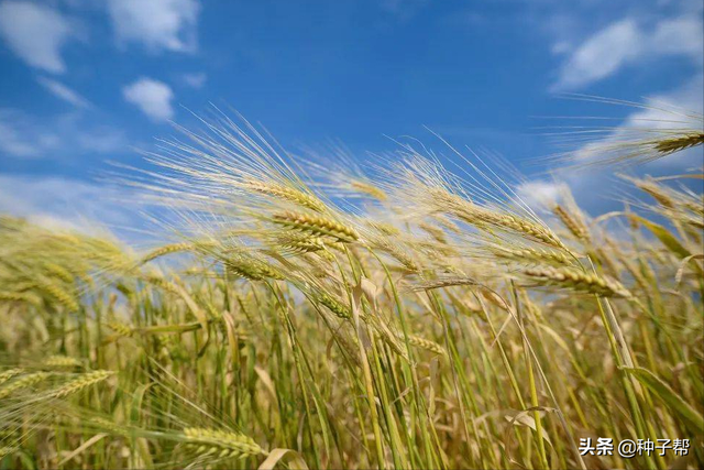 大麦的功效以及饲用价值？适用性强，海滩、盐碱都可以种植