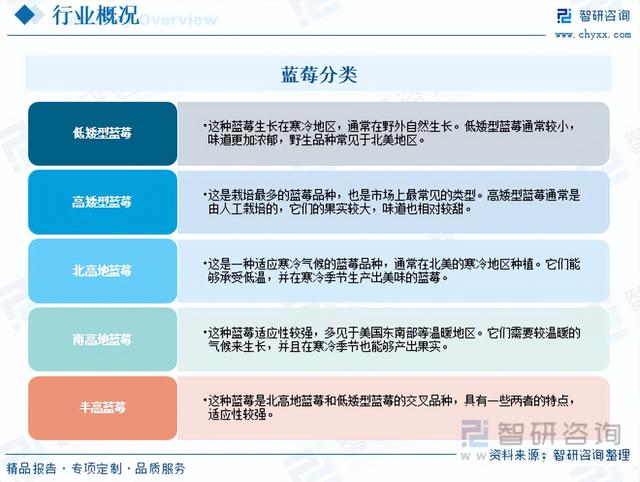干货分享！2023年中国蓝莓市场发展概况及未来投资前景预测分析