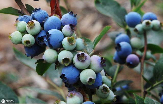 在南方种蓝莓，如何选择品种？如何建园选地？如何定植？