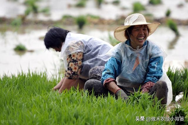 种植水稻巧补锌，苗势壮、分蘖快，既能抗病抗寒又能促进高产