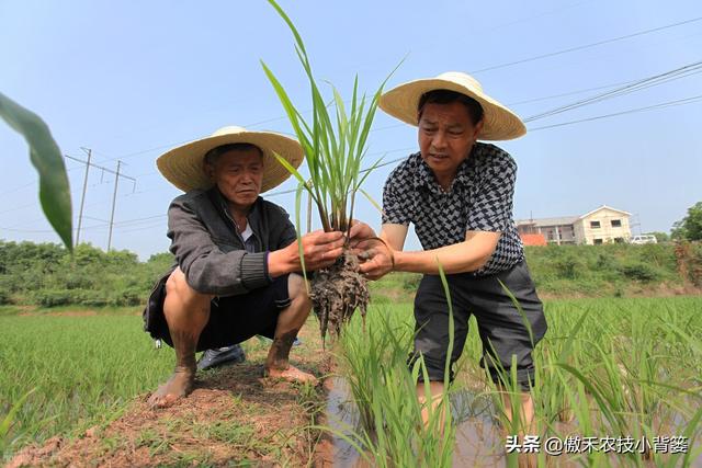 种植水稻巧补锌，苗势壮、分蘖快，既能抗病抗寒又能促进高产