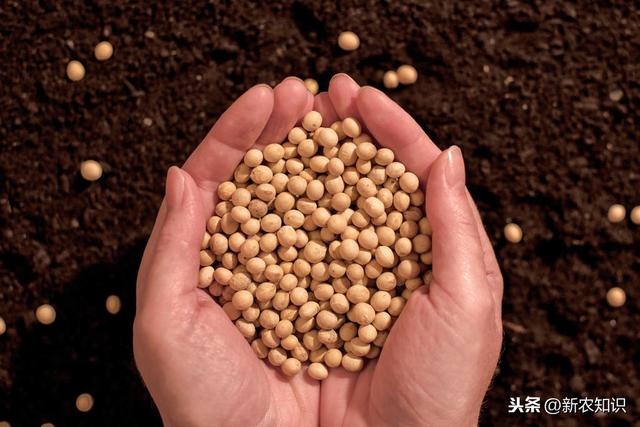 农民节本增收的好方法，高粱-大豆“双密”轮作保护性耕作技术