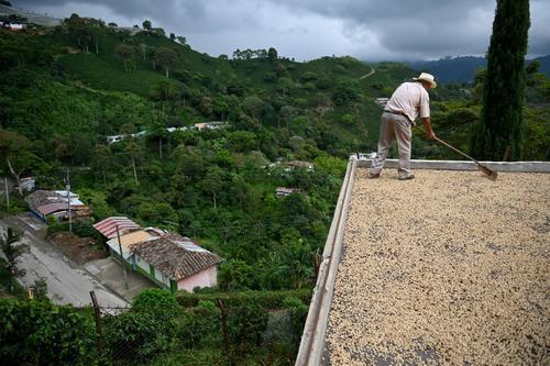 爱喝咖啡的你，可能并不知道哥伦比亚咖啡豆是这样种植出来的