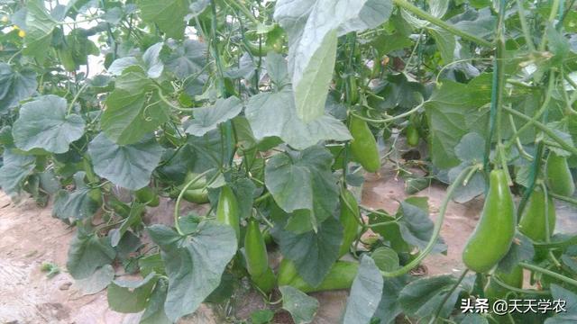 羊角脆甜瓜怎么种？做好播种、定植和田间管理，每亩效益2万以上