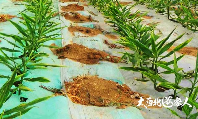 农村种植生姜的田间施肥栽植农技