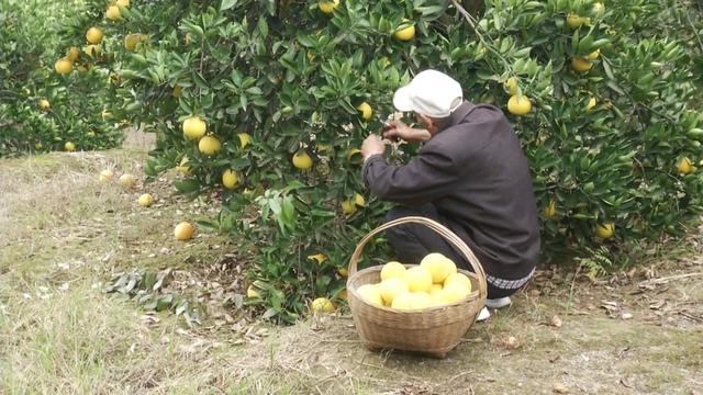 七旬老两口一生只种这种柚子，甜中带酸还能治病！市场行情怎么样？