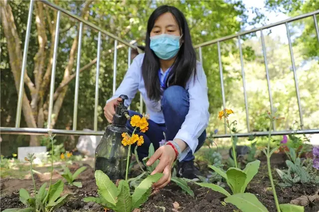 “高原美人”绿绒蒿首次平原露地栽培开花，快来北京植物园一睹风采