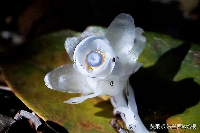 罕见！云南发现珍稀水晶兰，最恨太阳的“冥界之花”，人工养不活