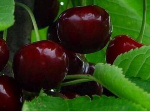 黑珍珠樱桃一般要几年结果？如何种植？价格多少钱一斤？