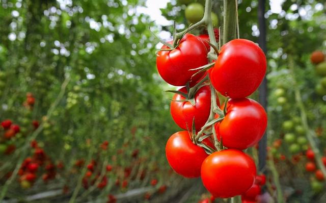 农民种植温室西红柿效益好，一棚年收入达3万元