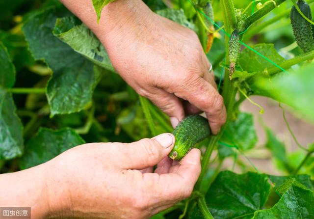 大棚黄瓜与辣椒间作种植，要想两种作物都高产，水分管理是关键
