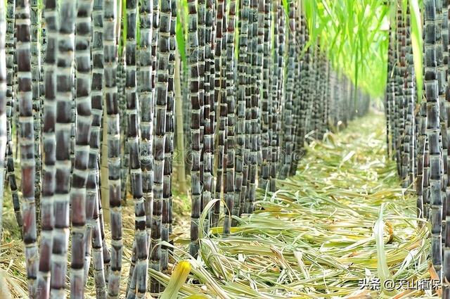 甘蔗种植方法和技术