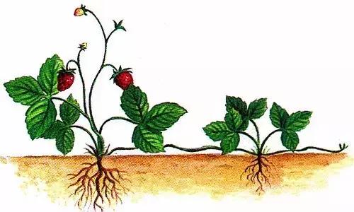 草莓在家里栽种的最全方法，赶快收藏起来吧！