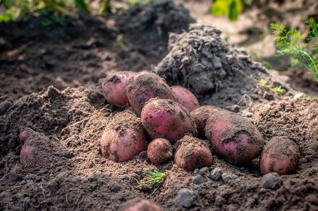 穿越、核战末世必备技能。红薯的种植与储藏方法。