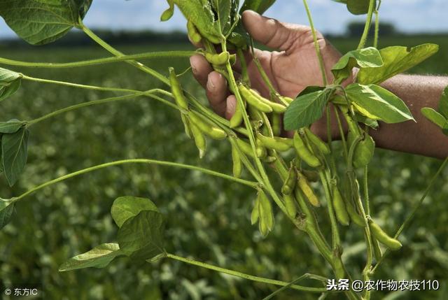夏大豆怎么种植才能高产？（实用）