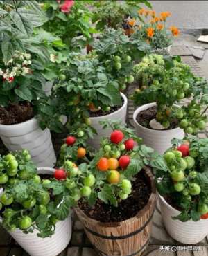 夏天怎么种植西红柿(阳台种番茄，做好这5点，番茄翠绿挂满果，果实多到吃不完)
