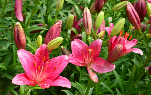 北方花园必养的6种花，花大花多花期长，而且好养又耐寒
