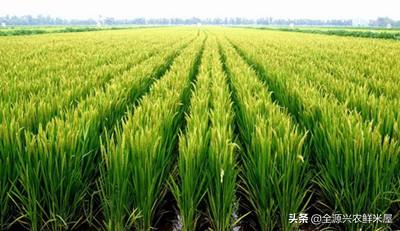 全国水稻区域分布大集锦，快来了解一下吧
