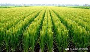 中国水稻种植区(全国水稻区域分布大集锦，快来了解一下吧)