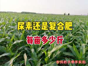玉米种植施肥(玉米何时追肥？追肥用尿素还是复合肥？4种情况，老农教你别错了)