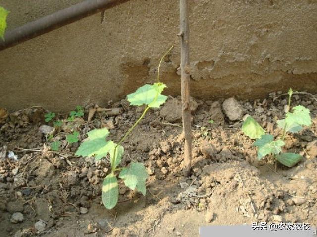 丝瓜种植方法不能错 8大注意要记牢，种的丝瓜秧旺瓜多长得还顺直
