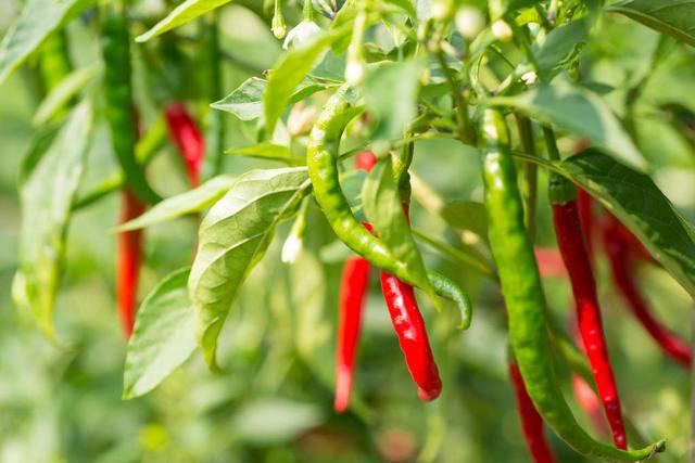 大棚种植辣椒能高产？科学用肥有讲究，用对了辣椒产量高效益好
