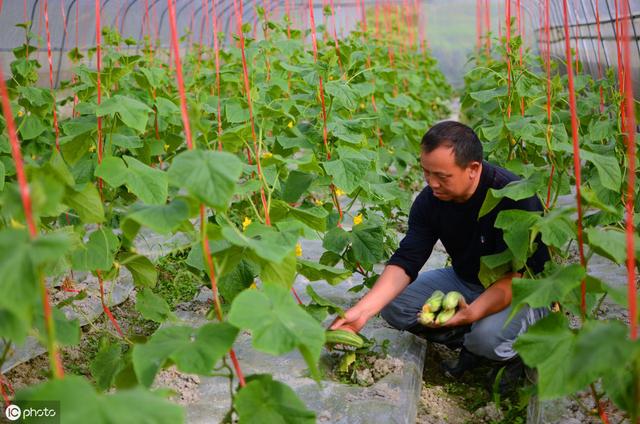 大棚黄瓜与辣椒间作种植，要想两种作物都高产，水分管理是关键
