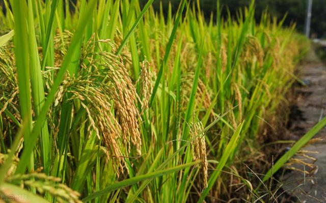 五常大米如何种植出来的？需要哪些条件呢？