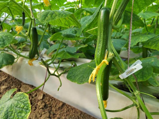 种植水果黄瓜，要想产量和口感都很高，2个管理技术要掌握