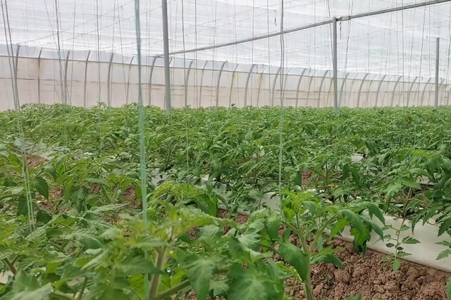 无土栽培番茄，如何建造水培种植槽？学会了，省钱效果好