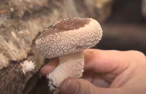 日本香菇种植(日本生长3年才采摘的天价香菇是如何种植的？)