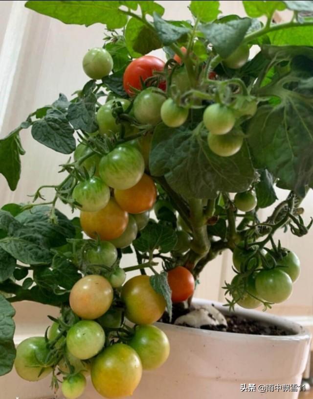 阳台种番茄，做好这5点，番茄翠绿挂满果，果实多到吃不完