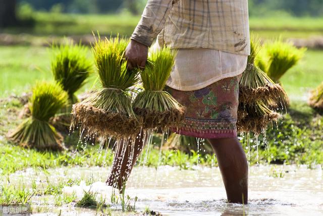 种植水稻，插秧时别忘了这5点技巧，助稻苗快速返青分蘖
