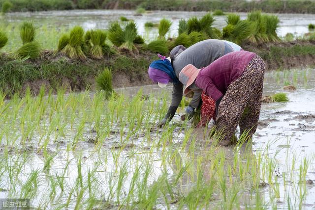 种植水稻，插秧时别忘了这5点技巧，助稻苗快速返青分蘖