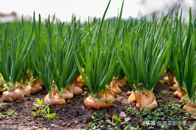 你知道吗，葱蒜类是“好帮手”，与它们套种能减少病害、缓解土壤连作障碍